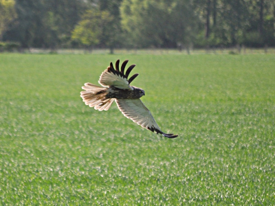 Deze jager was een hele tijd actief boven een veld waar ik langs gefietst kwam. Hij kwam behoorlijk dichtbij, af en toe, en daalde regelmatig naar de grond.