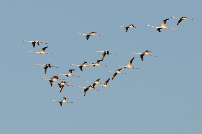 De flamingo's zitten vaak erg ver weg op Lesbos. Gelukkig kwam deze groep overvliegen. In het late avondlicht levert dat mooie zachte kleuren op.