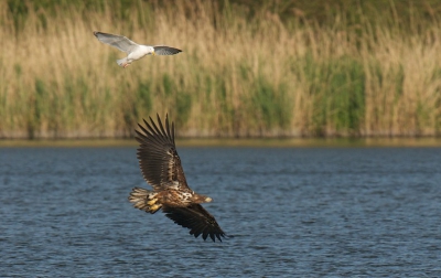 Paniek bij Meeuwenpaar bij het verschijnen van deze jonge Zeearend die uiteindelijk hun alleen zwemmend jong uit het water plukte en rustig ging opeten.