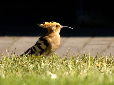 Toen ik terug kwam van vogels kijken trof ik bij thuiskomst op een ingebouwd grasveldje deze hop aan. Mijn fototoestel lag nog naast op de voorstoel in de auto, dus gauw een paar foto's gemaakt.