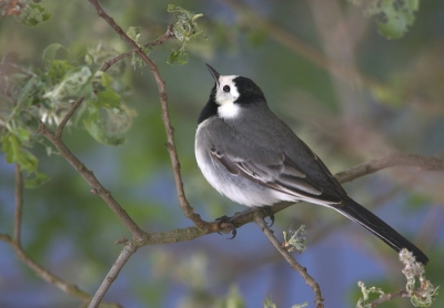 Zat in een boom naast de vogelkijkhut. De blauwe achtergrond is water. Ik vond het wel mooie kleuren, maar het was moeilijk om hem helemaal vrij op de foto te krijgen.