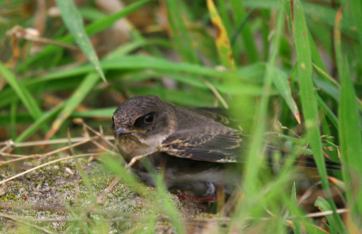 Dit onfortuinlijk beestje had het even gehad. Totaal uitgeput van zijn eerste vlucht. Hij wilde het riet in vluchten en ik was bang dat hij zou verdrinken. Ik heb hem voorzichtig opgepakt en heel even in mijn hand gehad. Wat zijn ze klein en teer. Na tot rust te zijn gekomen, vloog hij later vanaf mijn vinger weg. Misschien zie ik hem volgend jaar weer ...