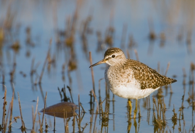 De Bosruiter is een van mijn favoriete steltlopers. Ik had gehoopt om deze te kunnen fotograferen, eind april is de beste tijd op Lesbos, maar om in het vroege licht de vogel zo te kunnen fotograferen was weer een buitenkansje. Liggend op mijn buik in de berm.