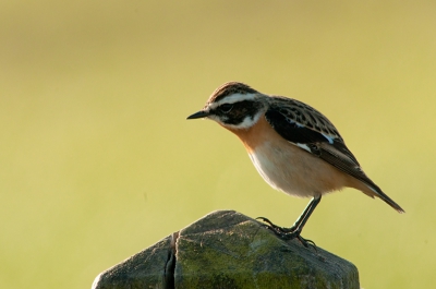 Deze week hebben de kinderen allemaal vrij. Op m'n verjaardag expres eerder opgestaan en mezelf getrakteerd op een fluitconcert in de polder. Heerlijk genoten. Ik heb me erg vermaakt met wat Tapuiten, Rietzangers en Gele Kwikstaarten. Dit mannetje Tapuit kwam wel erg dichtbij zitten, supergeconcentreerd op wat insecten. Even later had 'ie een flinke spin te pakken.