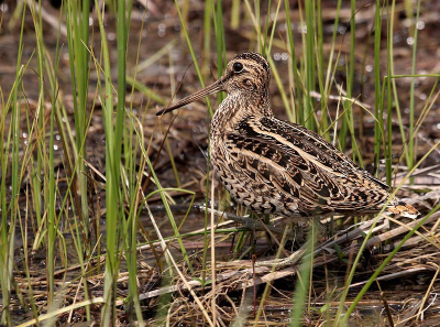 Great Snipe is a very fugitive and discrete species migrating along the Black Sea coast of Bulgaria.