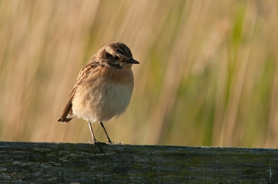 Mevrouw Tapuit (voor mijnheer, zie andere upload) wilde graag voor mij poseren, in het ochtendzonnetje, met wat tegenlicht.