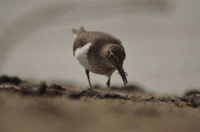 Deze oeverloper kwam redelijk dichtbij gemaakt aan een schuine oever onder een camouflagenet. leuke serie van kunnen maken. Hier had ie net een insect te pakken.