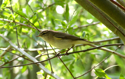 Ik was lekker even aan het wandelen in de bieschbos toen ik opeens dit vogeltje zag. Ik wist er een foto van te maken die nog eens aardig gelukt was. Ik weet alleen echt niet wat het is maar daar kan iemand me wel aan helpen.