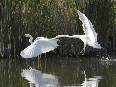 Ruziende zilverreigers in het riet. Licht van stijgende ochtendzon van links leverde doorlichte veerpartijen op.