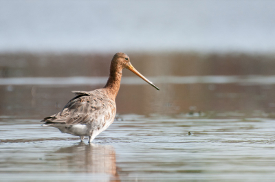 Mijn eerste Grutto foto's gefotografeerd. Hier had ik geen 600mm voor nodig... Op een meter of 7 a 8 kon ik de foto's maken met mijn 70-300mm.