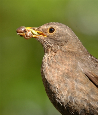 Deze merelvrouw zat geruime tijd op onze schutting. Ik kon stond er op een geven moment zelf zo dichtbij dat de autofocus vond dat ik afstand moest houden. Mevrouw bleef echter rustig zitten met een compleet menu in haar snavel. Twee slakjes, een rups en (vanaf deze kant niet zichtbaar) een zweefvlieg.