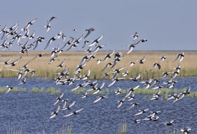 Today, during one of our tours around the lake participants witnessed the ultimate event for birders, a once-in-a lifetime spectacle!