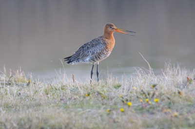 Het gras was nog kort en de Grutto's hadden nog genoeg te eten, het was nog voor de droogte. Ze waren nog niet zo lang geleden aangekomen en lekker aan het foerageren.