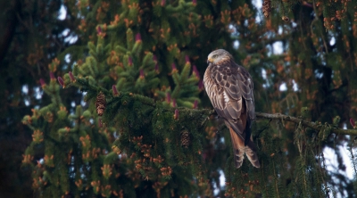 Tijdens mijn vakantie in Belgie afgelopen week heel veel leuke soorten gezien. Met name het aantal rode wouwen viel me op. Dagelijks vlogen ze boven het huisje en hier had ik het geluk dat er een in een boom ging zitten. Helaas was dit wel op behoorlijke afstand, maar zo heb ik ze niet vaak gezien! De kegels van de dennen deden leuk mee vond ik!