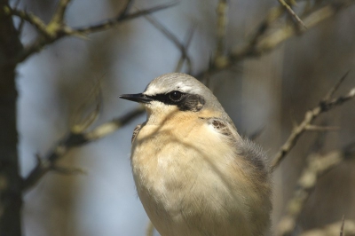 Dit tapuitje wilde wel meewerken en liet zich goed benaderen. Na enkele foto's dat hij vrij zat vloog ie in een bosje, al kruipend dicterbij gekomen en foto liggend genomen. voor deze foto gekozen omdat het weer eens wat anders is als op een paal.