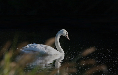 Ik heb veel foto's gemaakt van de zwaan, maar het was moeilijk om het licht goed te krijgen. Ik vind de sfeer van deze foto wel erg mooi.