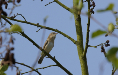 onze aandacht werd getrokken door prachtig gezang,
maar welke vogel is dit????