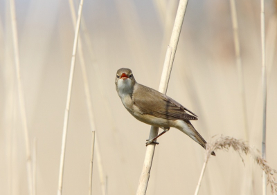 Hele ochtend tussen Blauwborst en deze jongen gependeld. Hij bleef de hele tijd dieper in het riet, totdat er enkele mensen voorbij kwamen en hij juist vrij ging zitten. Paar uurtjes wachten ruim beloond!