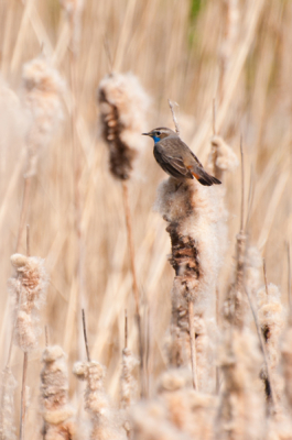 Tja..., met een 70-300mm op pad! Wat mis ik mm zeg! Op naar het echte mannen werk! Maar ik moet ergens beginnen.... :-)