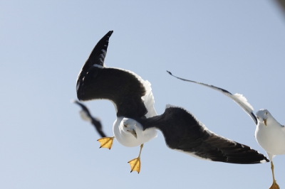 Op de veerboot naar Texel vliegen regelmatig veel meeuwen mee. Met veel snelheid scheuren ze langs de boot. Normaal vind ik het niet mooi met een halve vogel aan de zijkant maar deze kijkt zo leuk naar die andere meeuw!