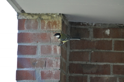 Vanaf m'n balkon de koolmezen vliegen af en aan naar het vogelhokje. 'Gekleefd' aan de muur......hoe doen ze dit toch?