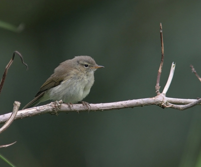 Vandaag sinds een tijdje weer eens naar de OVP geweest: wat een jungle is dat nu zeg! Het riet staat er zo'n 2 meter en overwoekert het pad. Mede door de dichte begroeiing weinig vogels gezien, wel veel gehoord. Dit jonge tjiftjaffie was nog niet zo schuw en vanaf het pad goed te fotograferen.

Ik heb wel aardig wat takken eromheen weggesneden, licht verscherpt en een beetje met de curve gespeeld.

Eos 20D, f4/300 +1.4x, f6.3, 1/320, -2/3 stop, ISO400