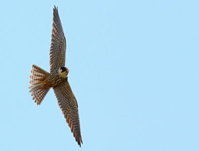 In Meijendel pleisteren momenteel enkele boomvalken. In de middag jagen ze boven het gebied. Terwijl ik op een hoog duin zat, kwamen ze regelmatig dichtbij langs. Helaas vaak met pal tegenlicht, terwijl het licht sowieso al erg hard was. Bij deze foto vloog hij echter wat gunstiger. Vind dit zelf een aansprekende foto omdat er door de houding van de vogel m.i. veel snelheid in zit. Overigens is de uitsnede wat aan de smalle kant omdat ik rechts niet meer ruimte had; is dit geslaagd zo?