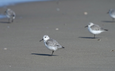 Voor het eerst op Texel geweest met een nieuwe lens.
Verbazend hoe dichtbij ik nu bij deze strandlopers kon komen.