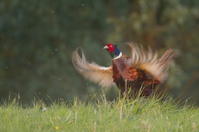 Gisteren morgen erg vroeg de Biesbosch in getrokken, eerst een mooie locatie gezocht voor de zonsopkomst daarna opzoek naar de flora en fauna van het gebied en ik moet zeggen het was niet druk erg er was erg veel te zien waaronder deze roepende fazant in het eerste zonlicht. Het educatieve aspect van deze opname is dat het weergeeft hoe een pluizenbol uitwaait als er geen wind is  ..