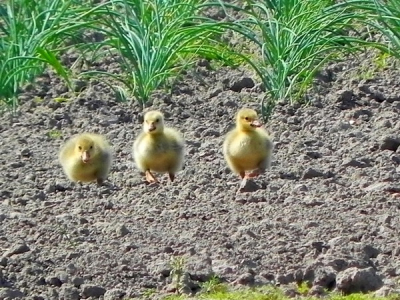 3 schattige baby gansjes liepen achter hun moeder aan