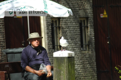 Even rustig een broodje eten in de stad is er natuurlijk niet bij, want er zijn altijd kapers op de kust. Een vliegende kraai heeft altijd wat, maar geldt ook voor deze kokmeeuw.