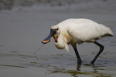 Wij waren vrijdag naar het nieuwe gebied in texel geweest genaamd Utopia. Het gebied is in de winter aangelegd en is nou al heel populair bij de vogels er zijn allerlei eilandjes met kluten,scholeksters en nog veel meer vogels! Er was ook een strookje met water waar deze lepelaar in het ondiepe water voedsel aan het halen was, hij was zo druk met eten dat we redelijjk dichtbij konden komen. Ik heb de foto gemaakt dat hij net met zijn (lepel) snavel uit het water komt. Je ziet de druppels er aan hangen. Ik ben benieuwd wat jullie mening wees niet bang om je mening te geven!