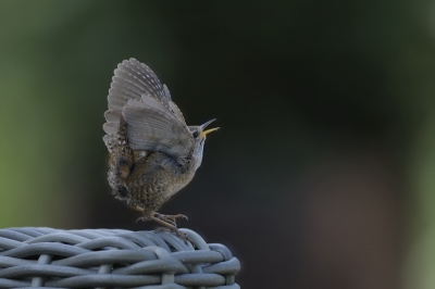 Deze winterkoning liet in de tuin  lange tijd van zich horen, gelukkig war ik daarbij  met mijn Camera!