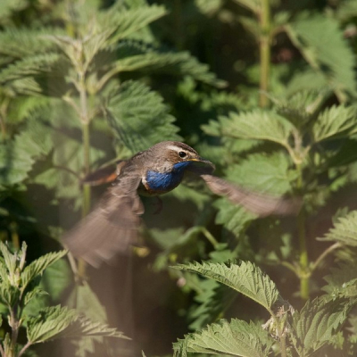 In de ochtend zag ik deze blauwborst zitten en daarna biddend naar iets zoeken. Net op het goede moment geschoten