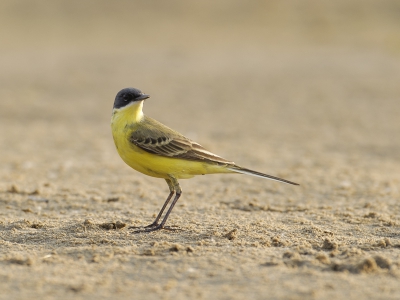 De nieuwe natuur bij ons om de hoek trekt bijzondere gasten, zoals vorige week de woestijnplevier. Maar vooral zitten er al weken enorm veel (gele) kwikstaarten, die parmatig langs de waterrand lopen. Deze Noordse kwam even vlakbij de vogelhut.