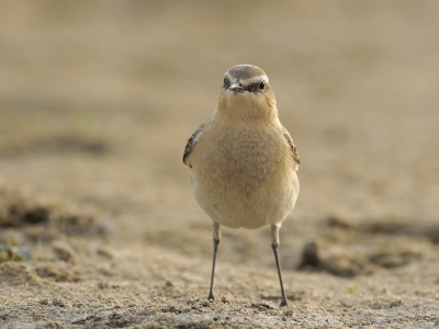 Deze tapuit zat steeds vlak voor de vogelhut in het zand te zoeken naar lekkers. Absoluut niet schuw, en zeer wel bereid tot poseren. In deze nieuwe natuur is alleen nog kaal zand en klei, en in het avondlicht gaf dat een mooi zacht kleurenpalet