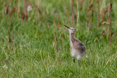 De pullen hollen onophoudelijk door het gras om het maaltje bij elkaar te scharrelen. Deze pul kijkt verlekkerd naar een nietsvermoedende insect net boven hem in de zuring.