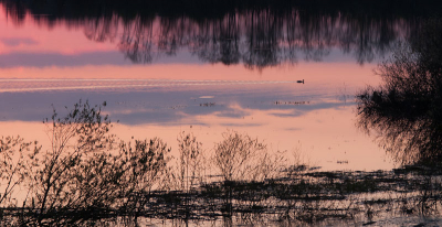 Het ging me eigenlijk om de fraaie zonsondergang op dit riviertje in het noorden van Wit-Rusland. Toen zag ik hoe deze eend, inclusief  'zwemspoor' het beeld compleet kon maken.