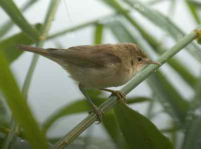 Wachtend op de ijsvogel, kwam deze voor de hut langs.
Even snel een foto gemaakt die best leuk is geworden.