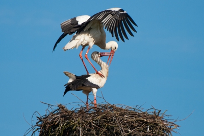 Mating stork couple at Groenendaal, Heemsteede. It was a great sunny day and with the 500mm lens I could easily watch them. The male stork flew away several times and every time he came back, they started to mate after the first greetings.