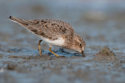 Tijdens het fotograferen van een stel Kluten, zag ik in mijn ooghoek iets heel kleins bewegen.
Een niet alledaagse soort. nog nooit eerder voor de lens gehad, het bleken een paar Temmincks Strandlopertjes te zijn.
Met het nodige geduld wilden ze uiteindelijk wel even voor mij langs komen scharrelen.
Een supermoment om mee te maken, geniet met mij mee!

Groet,
Rob