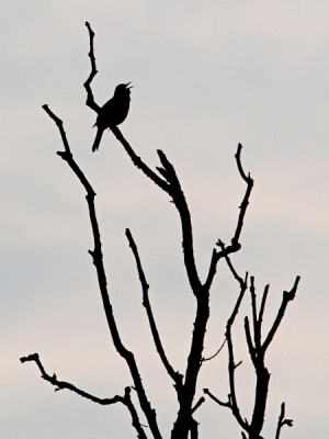 Vanavond nog even teruggeweest naar Meijendel, in de hoop de Boomvalken met een mooi avondzonnetje te kunnen fotograferen. Helaas gaven ze niet thuis, maar deze Merel ging toen het wat later werd mooi in een dode boom zitten zingen. Vind het beeld zelf de typische sfeer van een vallende avond uitstralen, wanneer ook de Merels zich weer in het concert van vogels mengen.