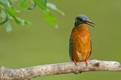 Hierbij is goed te zien dat, ondanks ze er schattig uitzien, ze erg agressief zijn. Helemaal als een IJsvogel een goed habitat heeft gevonden. Ze tollereren anderen onbekende IJsvogels helemaal niet. Vaak gaat het gepaard met heel snel vliegen en luid fluiten.