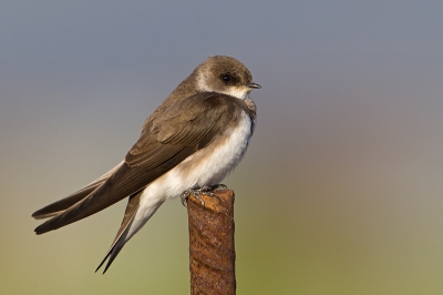 Ontzettend veel zwaluwen waren op doortrek. Ik heb mij vooral geconcentreerd op soorten die ook in Nederland voorkomen, ik was dan ook blij dat deze oeverzwaluw even mooi wilde poseren.
Een eindje verderop zaten een Oeverzwaluw, boerenzwaluw en Huiszwaluw gebroederlijk naast elkaar, deze laat ik later nog even zien.