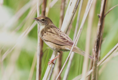 na een hele tijd wachten kwam hij eindelijk een paar tellen hoger in het riet zitten