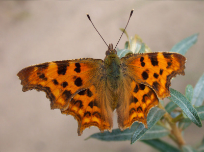 Dit weekend was een familie weekend maar kon het toch niet laten om te fotograferen.
Het leverde me een aantal nieuwe (Jaar)Soorten op: Icarus Blauwtje, Oranje Zandoogje, Landkaartje en Koevinkje.
Deze Aurelia ging er is lekker voor zitten.
Foto is alleen gecropt.

Kodak EasyShare Ls 443