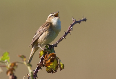 Vanmorgen weer kunnen genieten van de zang van deze rietvogels, deze kwam mooi vrij in de braam zitten.