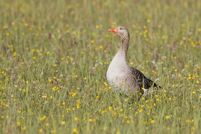 Das lang geleden dat ik hier een foto plaatste..maar ik heb goed voornemens. Heerlijk weer op Texel gehad. Gewoon maar een gans? Hope you like!