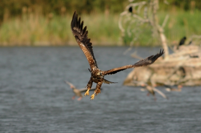Nog een bijdrage van mij van deze bijzondere vogel.
De enorme vleugels komen goed uit in deze foto om maar niet tespreken van de enorme klauwen