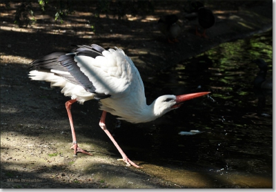 Mooie dag voor een uitstapje. Dorstige temperaturen in Avifauna... Lang niet geweest, maar zeker niet de laatste keer.